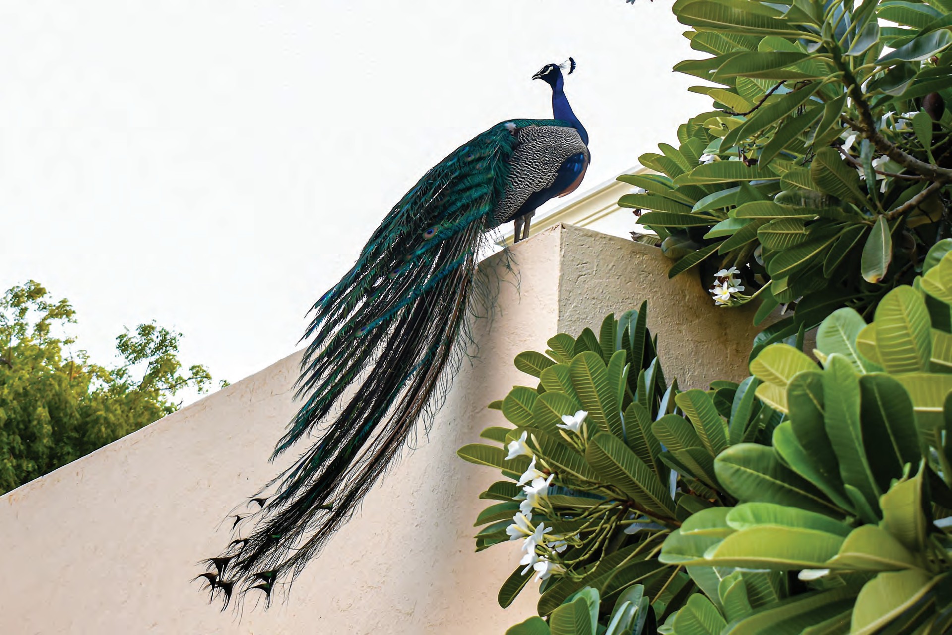 A peacock resting on a garden wall within the community